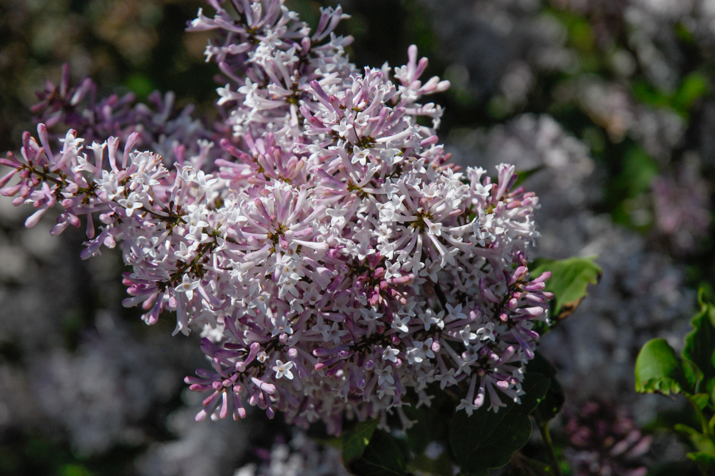 Dwarf Korean Lilac